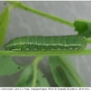 colias hyale larva3 volg1